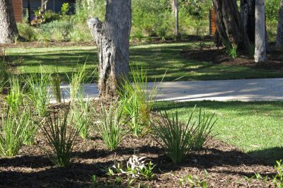 Native plants in a Novascape garden in Murray's Beach