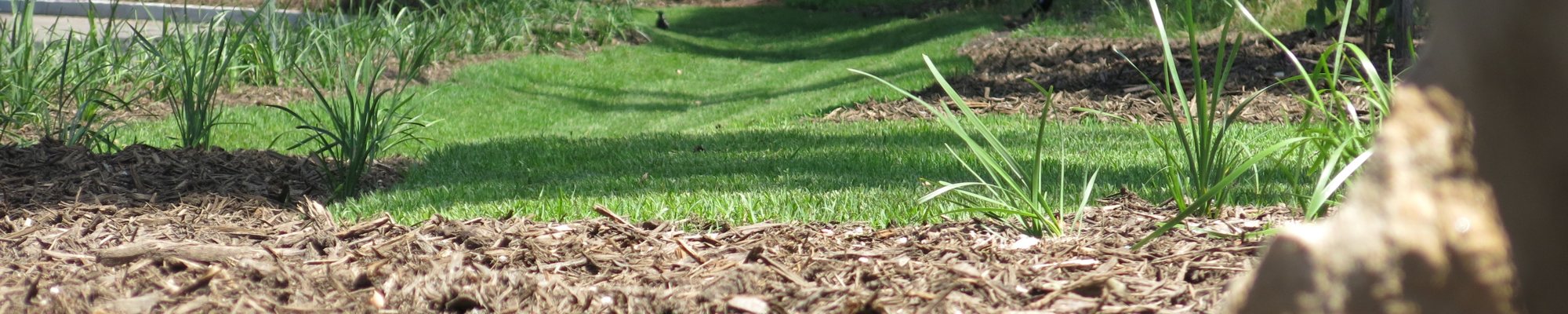 Novascape constructed these beautiful swales to prevent erosion at the University of Newcastle