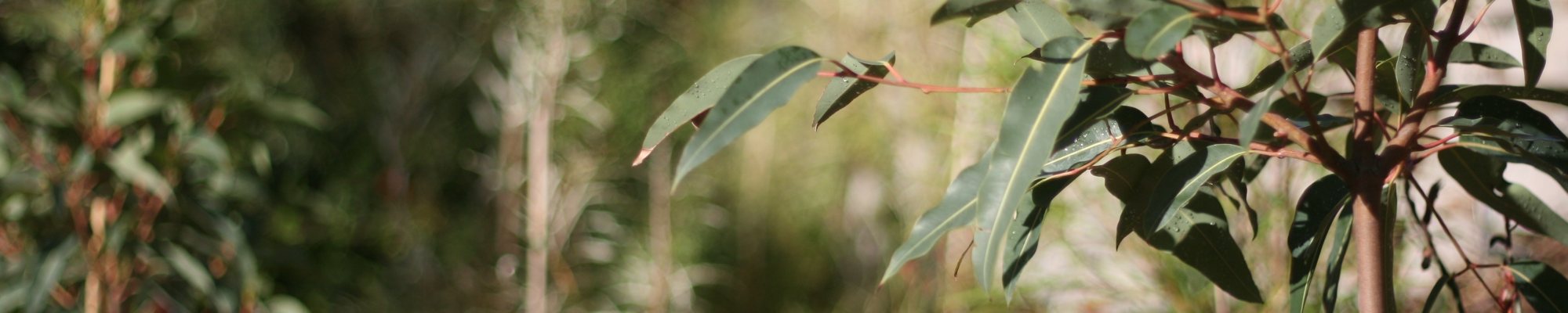 Novascape planted a native garden in Cardiff